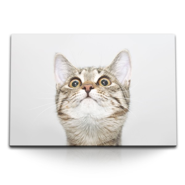 120x80cm Wandbild auf Leinwand Katze Kater Hauskatze Tierfotografie Lustig