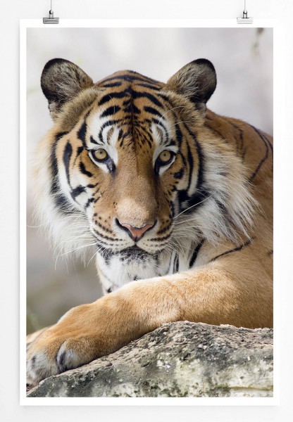 Tierfotografie  Ruhender Tiger 60x90cm Poster