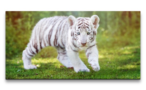 Leinwandbild 120x60cm Kleiner weißer Tiger Süß Kätzchen Niedlich