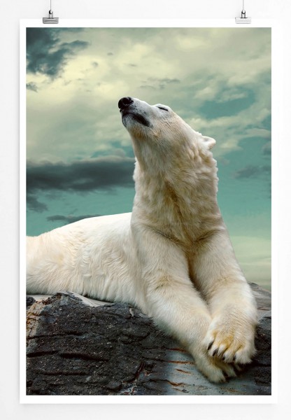 60x90cm Tierfotografie Poster Sitzender weißer Eisbär mit Himmel