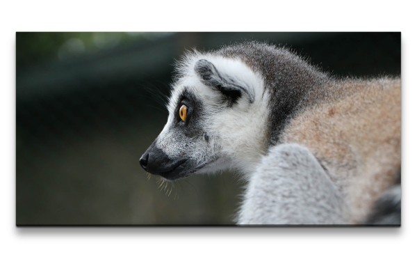 Leinwandbild 120x60cm Lemur kleiner Affe Primat Äffchen Süß Madagaskar