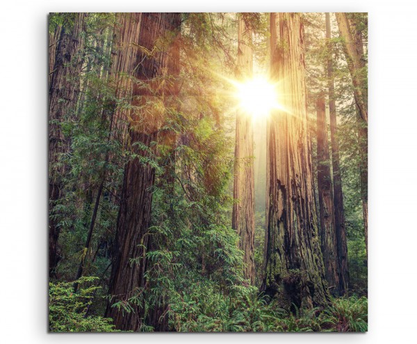 Landschaftsfotografie – Sonniger Redwood Forest, Kalifornien, USA auf Leinwand