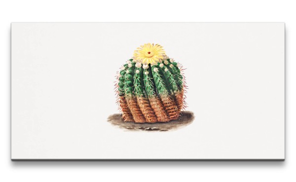 Remaster 120x60cm Botanische schöne Illustration Kaktus mit Blüte Kunstvoll