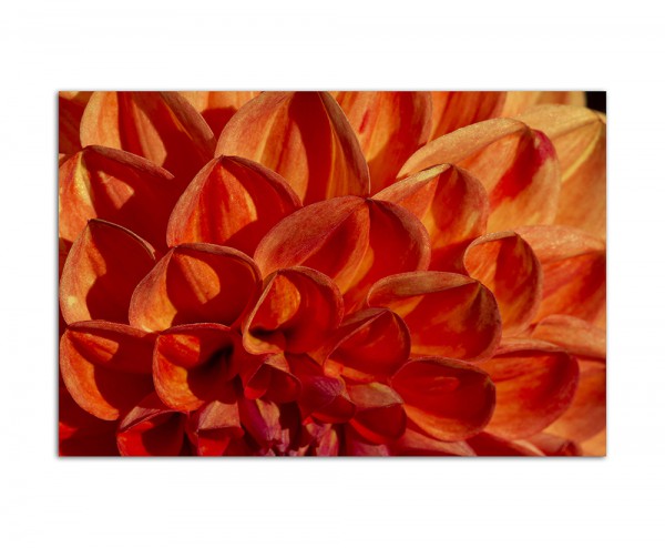 120x80cm Aster Blüte Blume makro