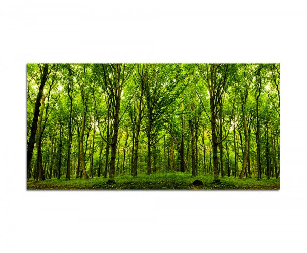 120x60cm Wald Bäume Natur Sonnenstrahlen