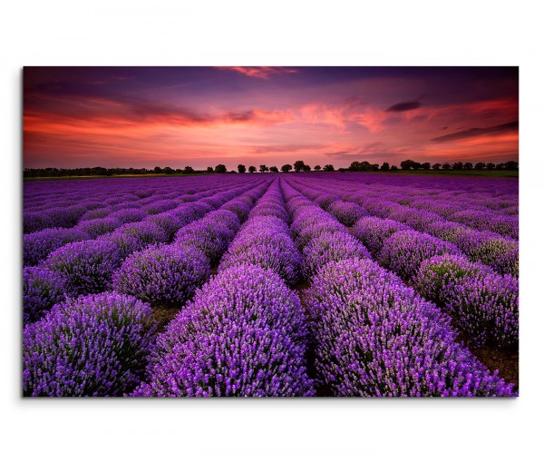 120x80cm Wandbild Lavendelfeld Sonnenuntergang Sommer