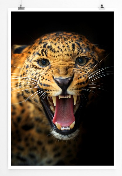 60x90cm Tierfotografie Poster Porträt eines fauchenden Leoparden
