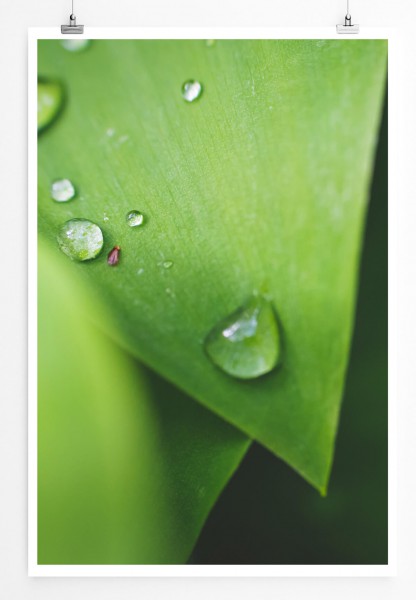 60x90cm Poster Naturfotografie  Tautropfen auf grünen Blättern