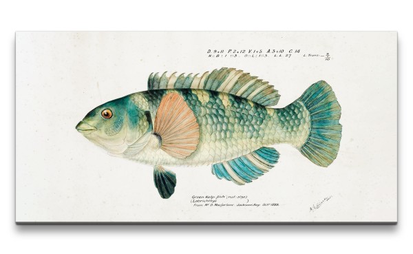 Remaster 120x60cm Schöner Fisch alte Illustration Vintage Dekorativ Kunstvoll