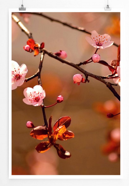 60x90cm Naturfotografie Poster Sakura Blumen