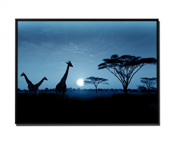 105x75cm Leinwandbild Petrol Sonnenuntergang Safari Giraffen Serengeti Nationalpark