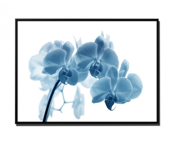 105x75cm Leinwandbild Petrol Blume Orchidee Makro-Bild