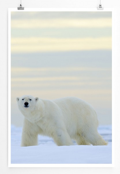 Landschaftsfotografie  Eisbär in der Schneelandschaft 60x90cm Poster