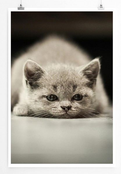 60x90cm Tierfotografie Poster Dösendes Britisch Kurzhaar Kätzchen