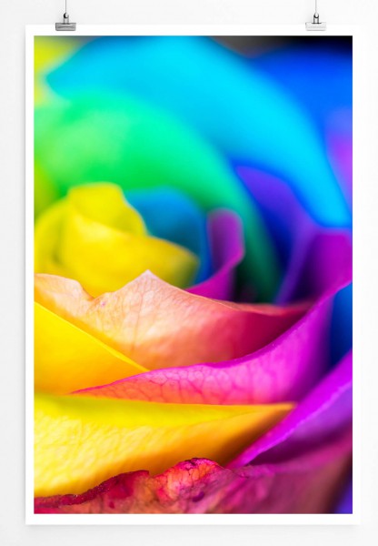 60x90cm Poster Künstlerische Fotografie  Bunt gefärbte Rose