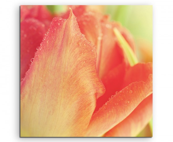 Naturfotografie – Rot orange Tulpe auf Leinwand