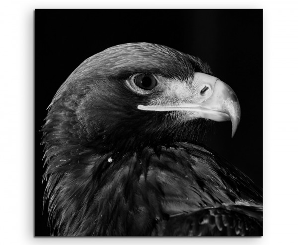 Tierfotografie – Seeadler im Profil auf Leinwand