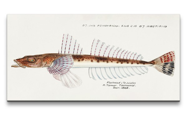 Remaster 120x60cm Vintage Illustration Fisch Tasmanien Forschung Evolution Dekorativ