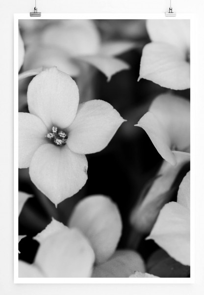 60x90cm Poster Naturfotografie  Elegante Blumen in Schwarz Weiß