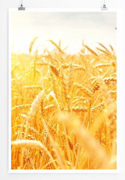 90x60cm Poster Sonniges gold gelbes Weizenfeld
