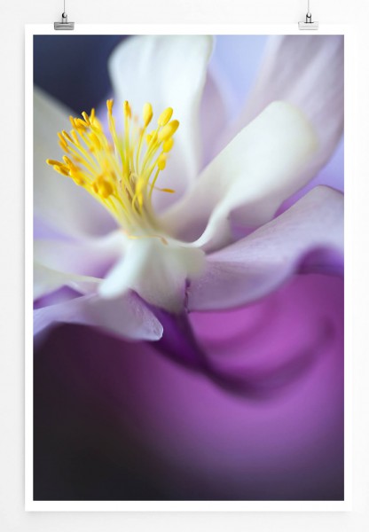 60x90cm Poster Naturfotografie  Weiße Orchidee auf lila Hintergrund