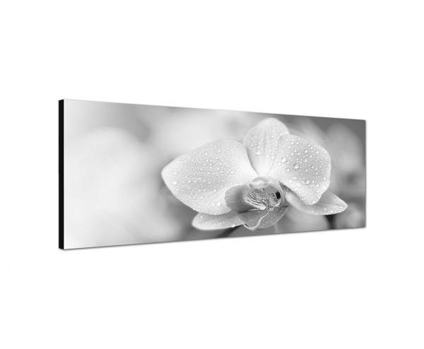 150x50cm Orchidee Blüte Blume Wassertropfen pink