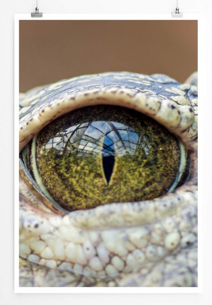 Auge eines Alligators 60x90cm Poster