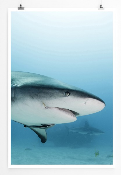60x90cm Tierfotografie Poster Weißer Hai in der Karibik