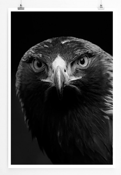 Tierfotografie 60x90cm Poster Porträt eines Steinadlers schwarz weiß