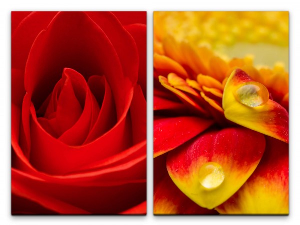 2 Bilder je 60x90cm Rose rote Blume Wassertropfen Romantisch Dekorativ Warm Makrofotografie