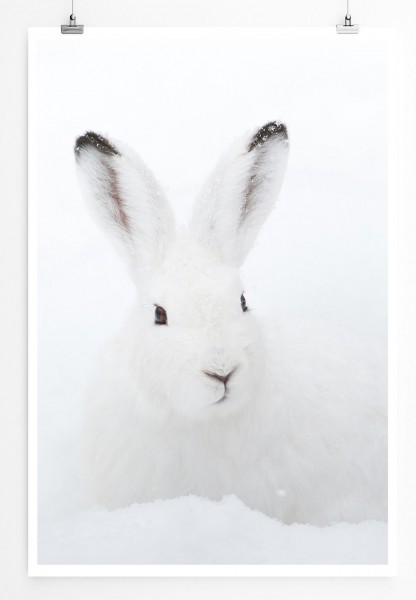 60x90cm Tierfotografie Poster Süßer Schneehase im Schnee