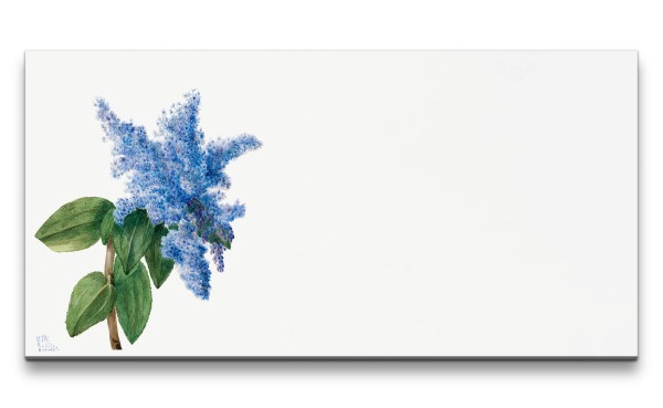 Remaster 120x60cm Botanische Zeichnung Säckelblume Blaue Blüte Blume Dekorativ