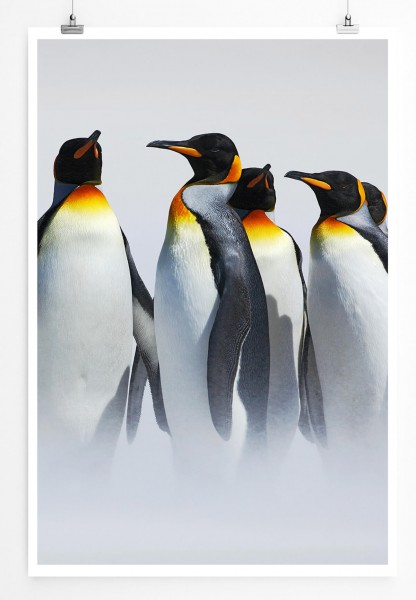 Gruppe von Königspinguinen im Schnee 60x90cm Poster