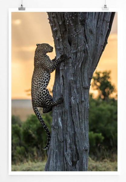 Kletternder Leopard am Baum 60x90cm Poster