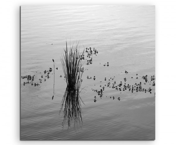 Naturfotografie – Schilf im Wasser auf Leinwand