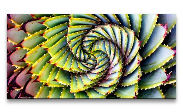 Leinwandbild 120x60cm Kaktus Spirale Fotokunst Pflanze Dekorativ Kunstvoll