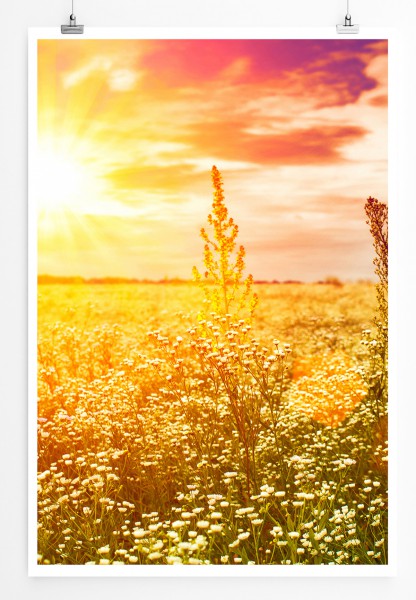 90x60cm Poster Nachmittagssonne mit Wildblumenwiese