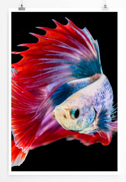 Tierfotografie  Siamesischer Kampffisch mit roten Flossen 60x90cm Poster