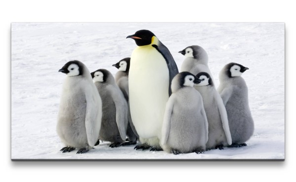 Leinwandbild 120x60cm Pinguine Babys Kaiserpinguine Flauschig Eis Schnee