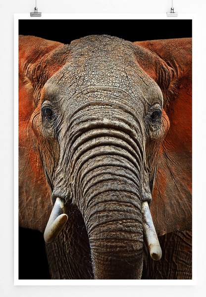 Afrikanischer Elefant aus Kenia 60x90cm Poster