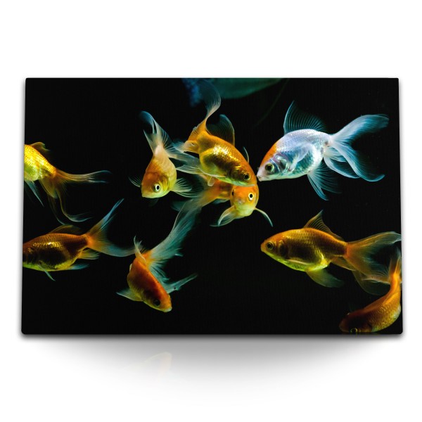 120x80cm Wandbild auf Leinwand Goldfische Aquarienfische schwarzer Hintergrund