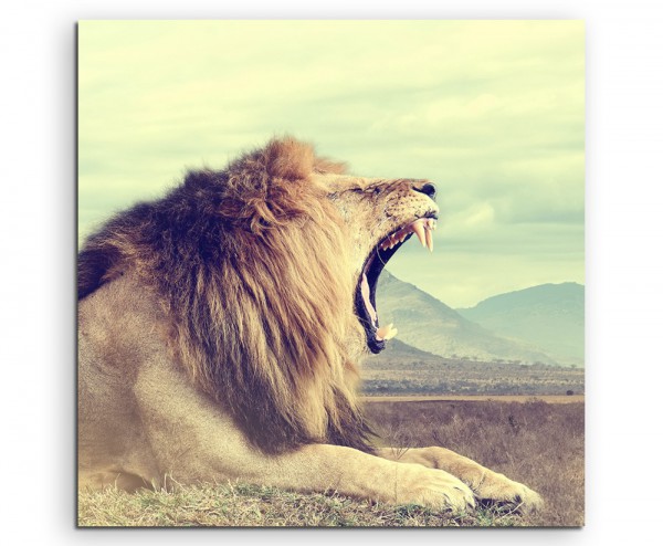 Tierfotografie – Wilder afrikanischer Löwe, Kenia auf Leinwand