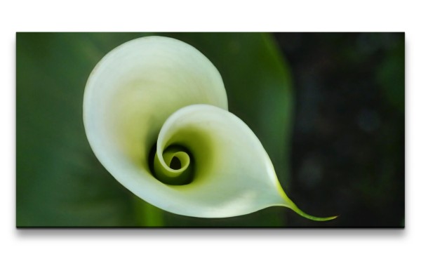 Leinwandbild 120x60cm Weiße Blume Blüte Schön Natur harmonisch Grün Makrofotografie