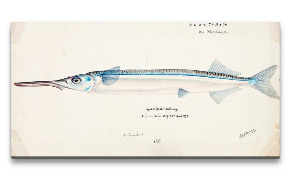 Remaster 120x60cm Alte Illustration Fisch Hecht Tiefsee Ozean Vintage Evolution Dekorativ