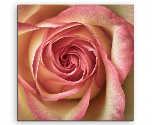 Naturfotografie – Rosa gelbe Rose auf Leinwand