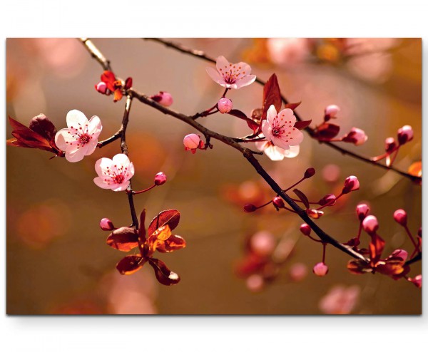 Naturfotografie  japanische Kirschblüten - Leinwandbild