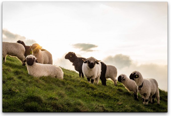 Herde Schafe an einem Berg Wandbild in verschiedenen Größen