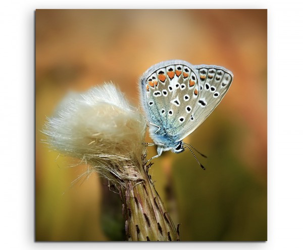 Naturfotografie  Blauer Schmetterling auf Löwenzahn auf Leinwand exklusives Wandbild moderne Fotogr