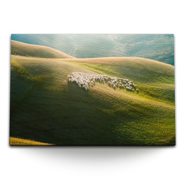 120x80cm Wandbild auf Leinwand Schafe Schafherde Graslandschaft Hügel Schottland