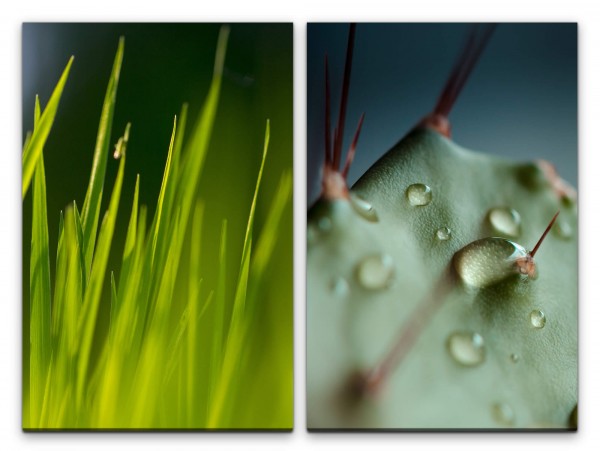 2 Bilder je 60x90cm Gras Grashalme Kaktus Regentropfen Grün Erfrischend Makrofotografie